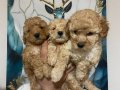 Kaliteli poodle bebekler 