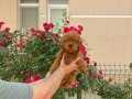 A kalite korekan poodle
