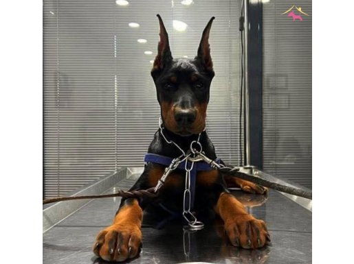 Scr yavru hazir estetik aşı evrak sorunsuz