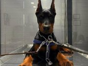 Scr yavru hazir estetik aşı evrak sorunsuz