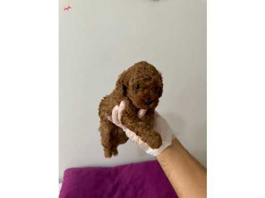 Toy Poddle 