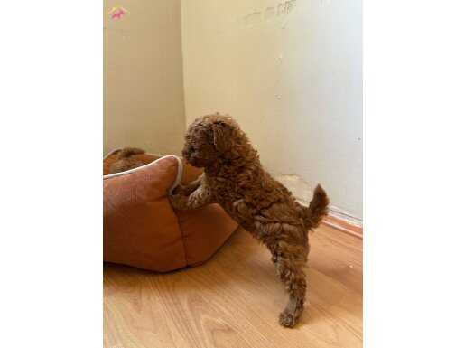 Red Brown Toy Poodle