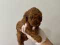 Toy Poddle 