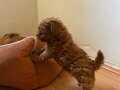 Red Brown Toy Poodle