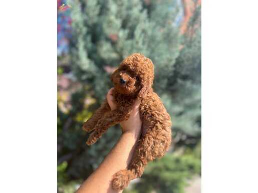 Orjinal toy poodle kg garantili