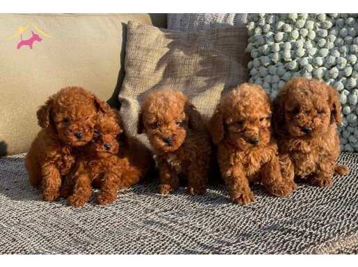 Orjinal toy poodle