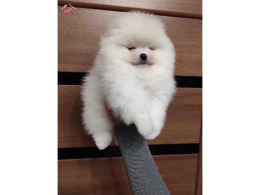 Orjinal boo 