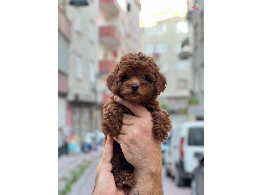 Ankaranın en güzel yavruları