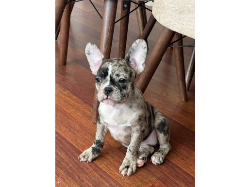 Irk garantili yavrularım