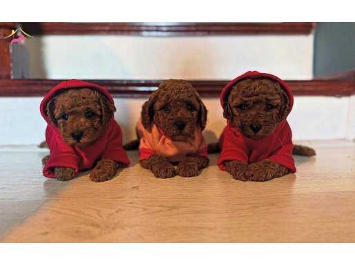 Safkan ve ırk garantili yavrularımız