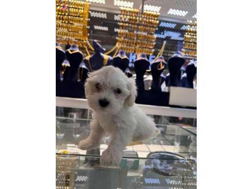 Ust duzey maltese yavrularımız