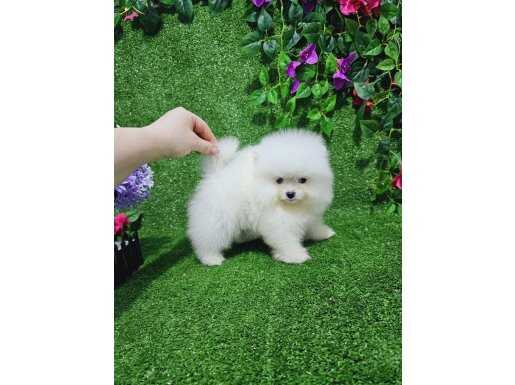 Bardak boy pomerian boo