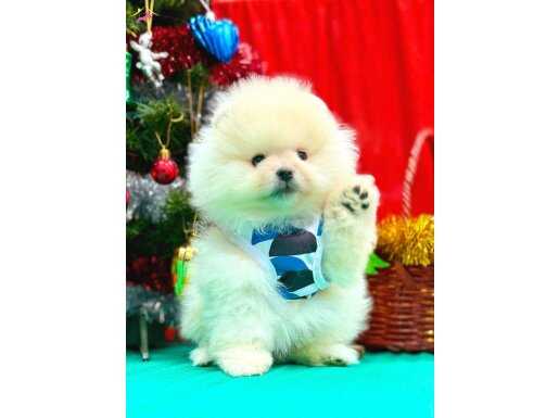 Safkan ve ırk garantili