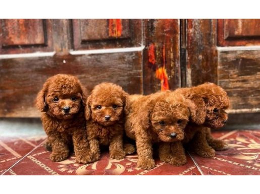Ankara Keçiören'de Evinizin Neşesi Olacak Toy Poodle Yavruları