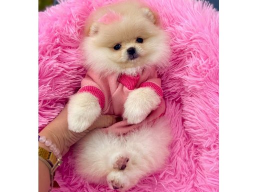 Keçiören’de Ev Neşesi Günü Gelen Aşıları Tamamlanmış Pomeranian Boo