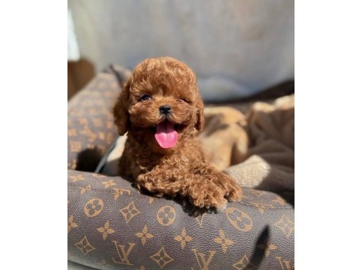 ORJİNAL TOY POODLE YAVRULARIMIZ