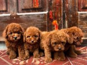 Ankara Keçiören'de Evinizin Neşesi Olacak Toy Poodle Yavruları