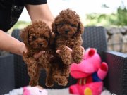 ORJİNAL TOY POODLE YAVRULARIMIZ