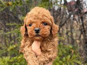 IRK GARANTİLİ  ZEYTİN GÖZLÜ YAVRULARIMIZ