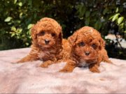 SAFKAN VE IRK GARANTİLİ YAVRULARIMIZ 