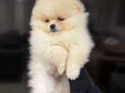 IRK GARANTİLİ PAMUK ŞEKER YAVRULARIMIZ