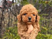 SAFKAN VE IRK GARANTİLİ YAVRULARIMIZ