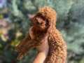 Orjinal toy poodle kg garantili