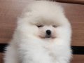 Orjinal boo 