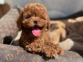 ORJİNAL TOY POODLE YAVRULARIMIZ