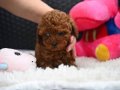 KIVIRCIK NEŞE ORJİNAL POODLE YAVRULARIMIZ