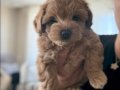 IRK GARANTİLİ MALTİPOO YAVRULARIMIZ 