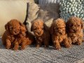 Orjinal toy poodle yavrularımız