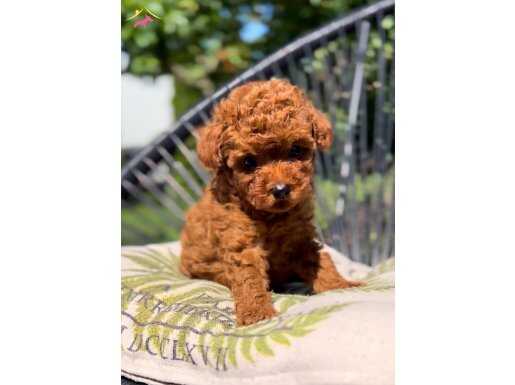 2 aylık safkan toy poodle