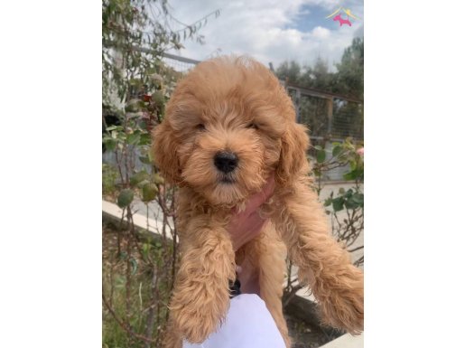 3 aylık erkek toy poodle