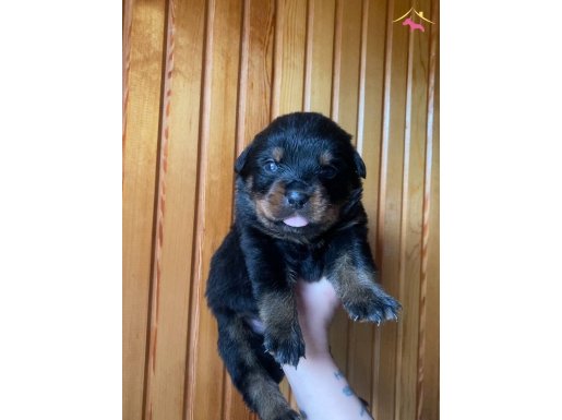 1.5 aylık rottweiler yavruları