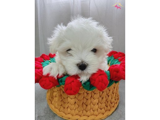 0 numara maltese terrier yavruları
