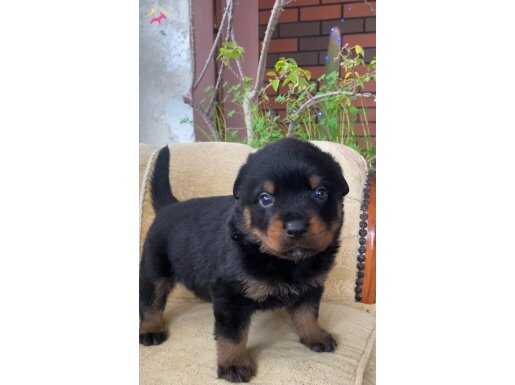 KARAKTERLİ Rottweiler yavruları