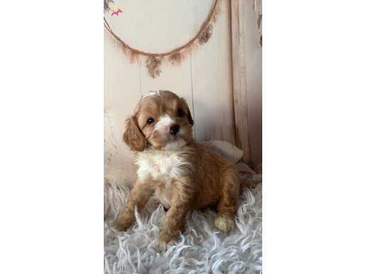 2 aylık cavapoo yavruları