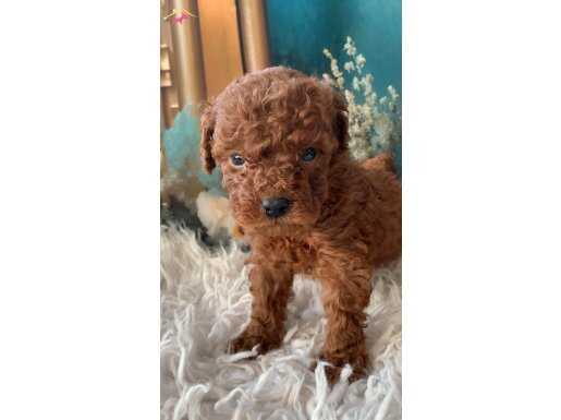 Original 2 aylik korekan toy poodle yavruları