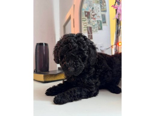 En uygun fiyata toy poodle yavruları 