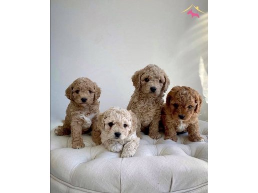 2 aylık maltipoo yavruları