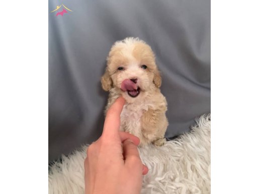 Teacup parti color poodle 