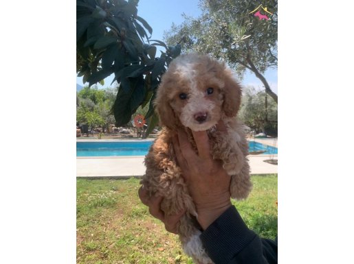 Parti color minyatür poodle yavru