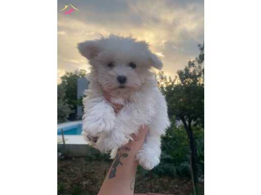 Maltese terrier minik bebek