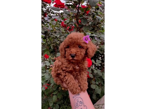 Irk ve sağlık garantili toy poodle yavruları