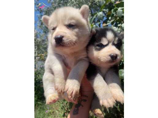 Safkan sibirya kurdu husky yavruları