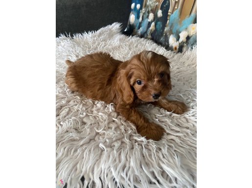 Tüy dökmez antialerjik maltipoo yavruları