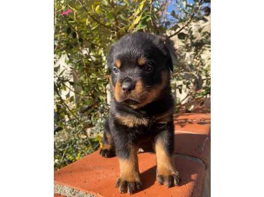 Anne baba A scrli safkan rotweiller yavruları