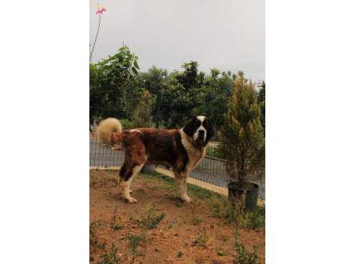 2 aylık st bernard erkek yavru 