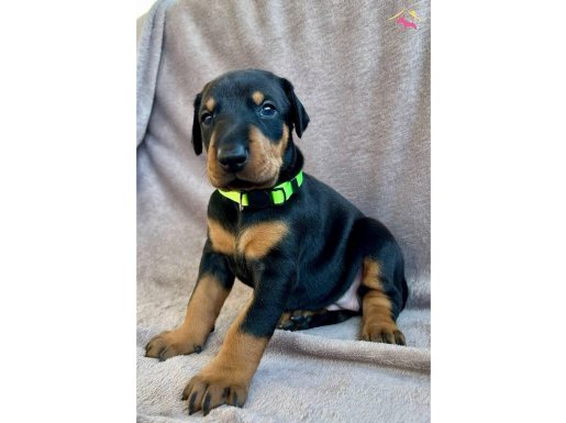 Elit King doberman yavruları